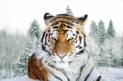 Fotobehang Winterlandschap met tijger