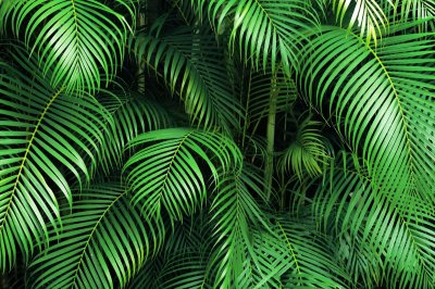 Fotobehang Palmbladeren in de jungle