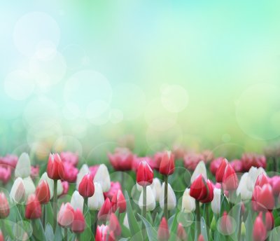 Sticker Witte en rode tulpen