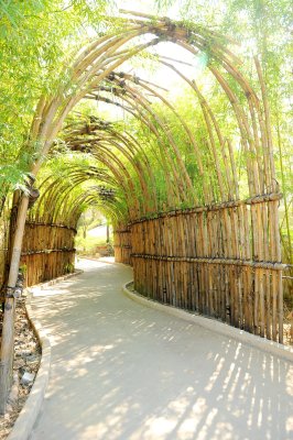 Fotobehang 3D tunnel met bamboe