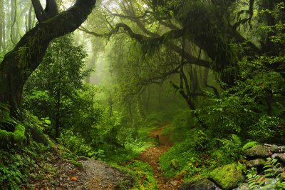 Fotobehang De tropen met dichte begroeiing
