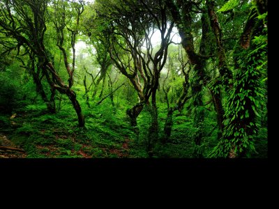 Fotobehang Jungle bomen en lianen