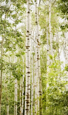 Fotobehang Licht bos met berken