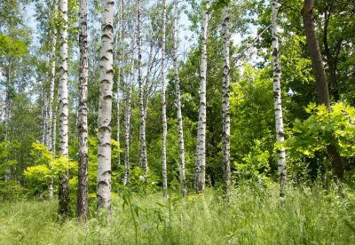 Fotobehang Berken en groen gras