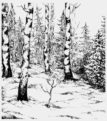 Fotobehang Zwart-wit illustratie met berken