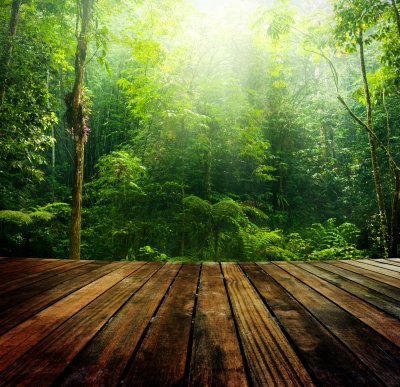 Fotobehang Houten platform in de jungle