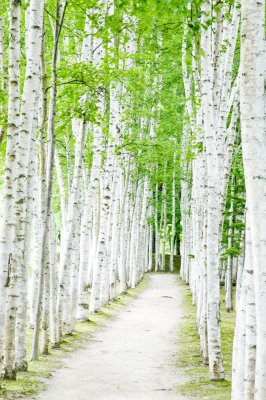 Fotobehang Pad met berken