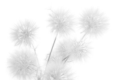 Fotobehang Paardebloemen in een minimalistische compositie