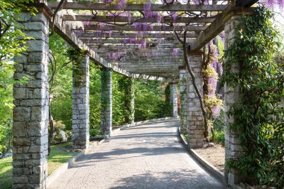 Fotobehang Pergola met Wisteria