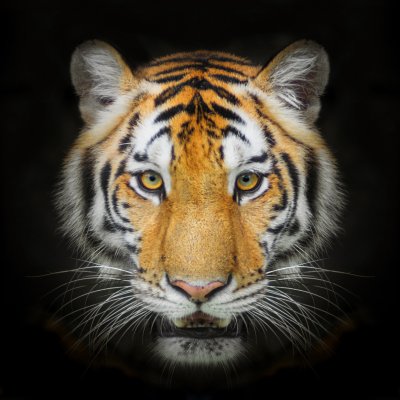 Fotobehang Portret van het dier op zwarte achtergrond