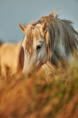 Fotobehang Portret van een paard in een weide