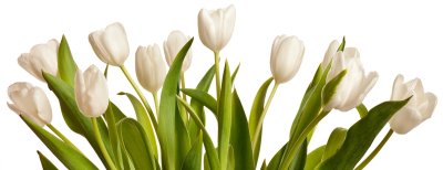 Fotobehang Witte tulpen met groene bladeren
