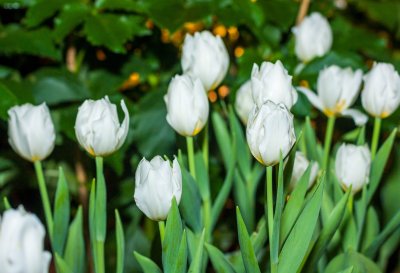 Fotobehang Witte tulpen in de tuin