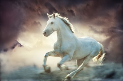 Fotobehang Wit paard in de mist