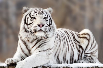 Fotobehang Witte tijger op bevlekte achtergrond