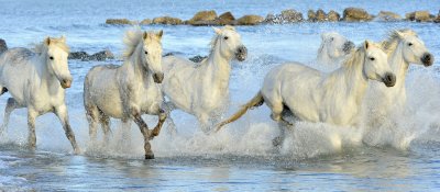 Fotobehang Paarden in zeegolven