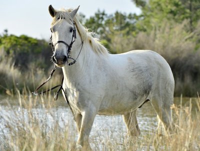Fotobehang Portret van een wit Camargue paard