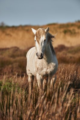 Fotobehang Hengst op een wilde weide