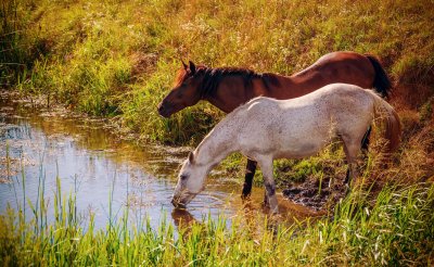 Fotobehang Paarden drinken water uit een rivier