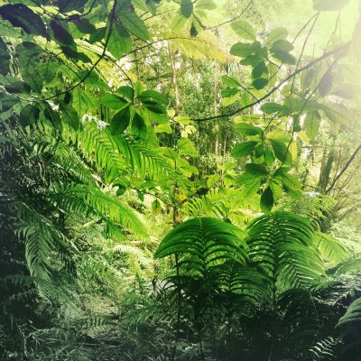 Fotobehang Groene bladeren in de jungle