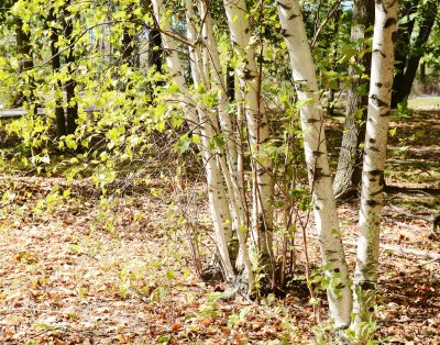 Fotobehang Berken en nieuwe struiken