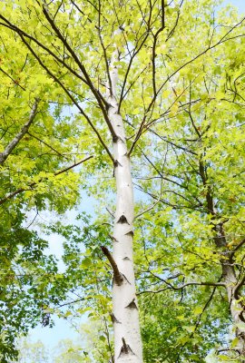 Fotobehang Grote berk