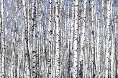 Fotobehang Dicht bos met berken