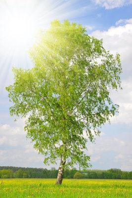 Fotobehang 3D berkenboom in de zon