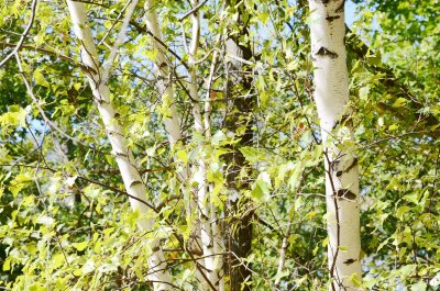 Fotobehang Berkenbos en groen