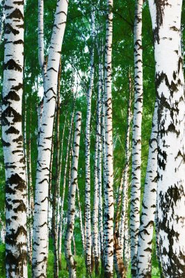 Fotobehang Dunne berken