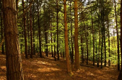 Fotobehang Berken en beuken