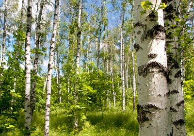 Fotobehang 3D berken en groen gras