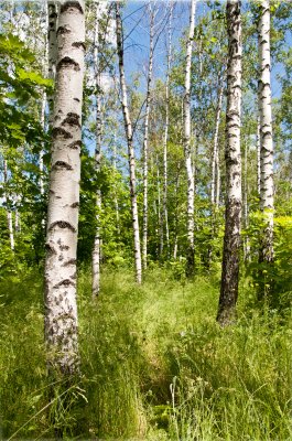 Fotobehang Berken en wilde vegetatie