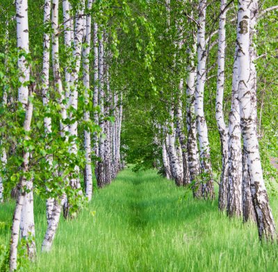 Fotobehang Bloeiende berken