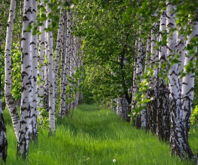 Fotobehang Gras tussen berken