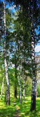 Fotobehang Hoge berken