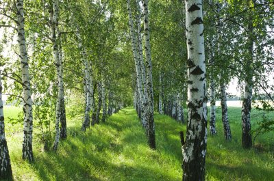 Fotobehang Zwart-witte berken in de zon