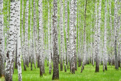 Fotobehang Zwart-witte berken