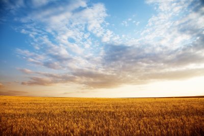 Fotobehang Lucht boven een gouden veld