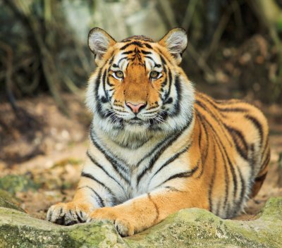 Fotobehang Tijger rustend op een steen