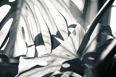 Fotobehang Licht op het monster