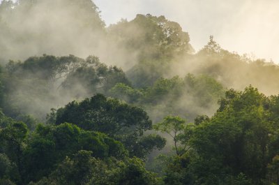 Fotobehang Tropisch bos in de mist