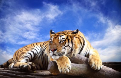 Fotobehang Tijger op achtergrond van de blauwe hemel