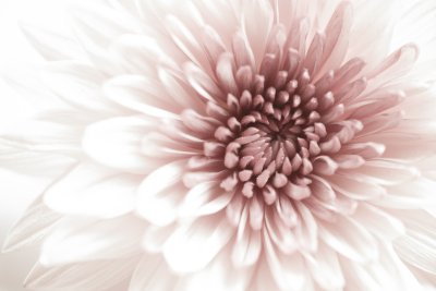 Fotobehang Bloemen in 3D