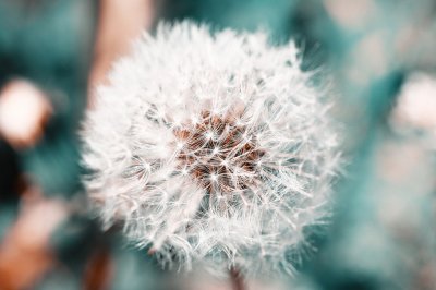 Fotobehang Paardenbloem op een wazige achtergrond