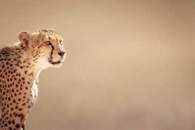 Fotobehang Gecentreerd dier op een savanne