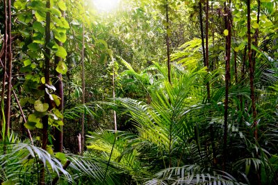 Fotobehang Planten en lianen in de jungle