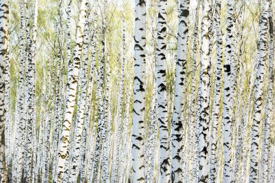 Fotobehang Berkenbos in het ochtendlicht