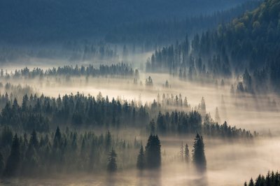Fotobehang Zonnestralen verlichten het bos