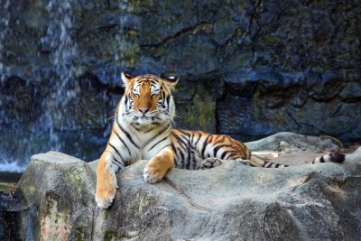 Fotobehang Tijger slapend op de rotsen